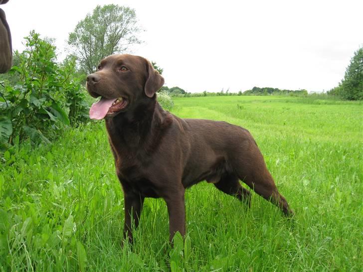 Labrador retriever Juccie billede 14
