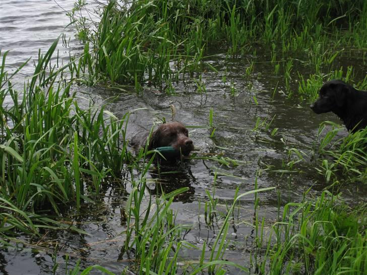 Labrador retriever Juccie billede 16
