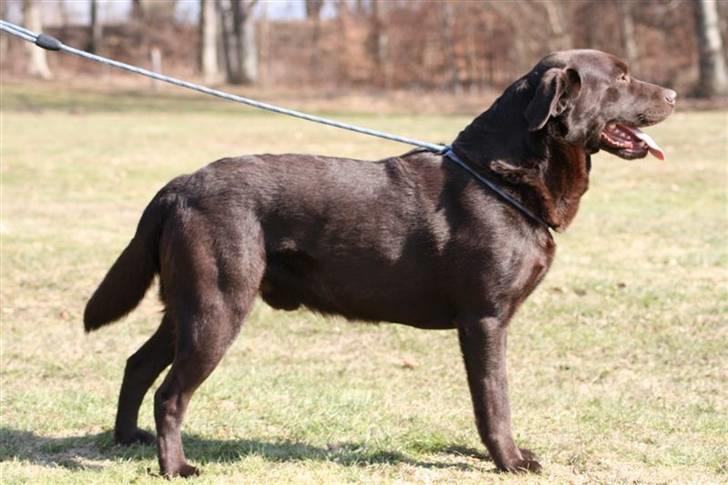 Labrador retriever Juccie billede 20