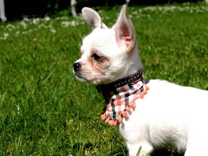 Chihuahua Babe billede 1