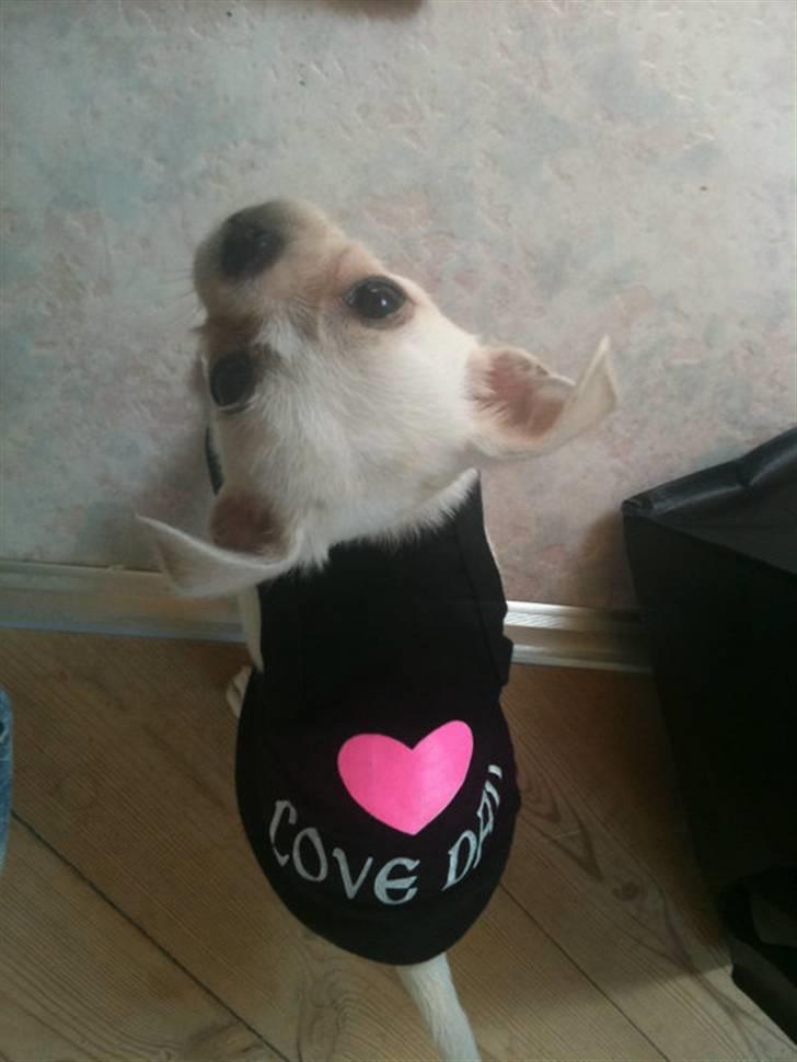 Chihuahua Babe billede 2