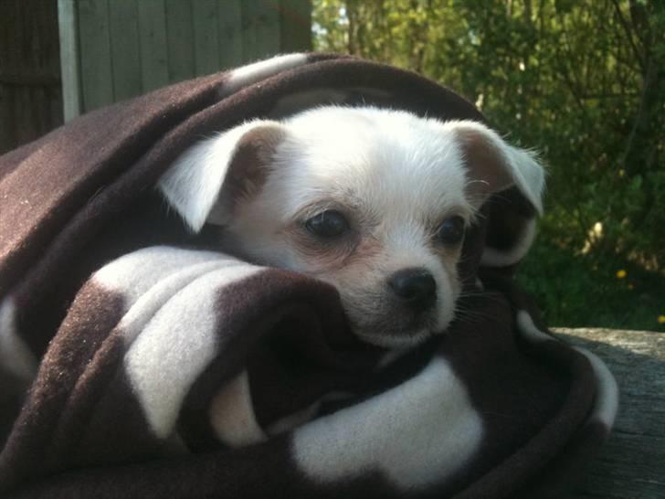 Chihuahua Babe billede 3