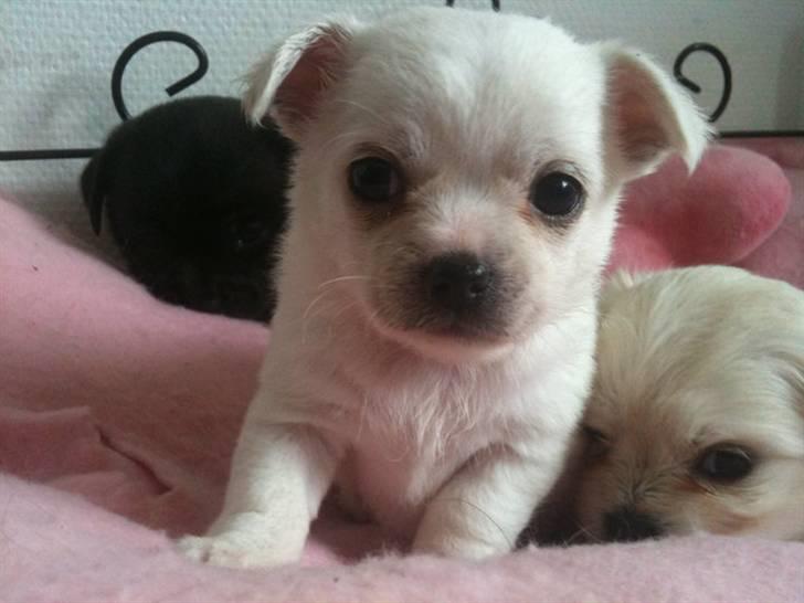 Chihuahua Babe billede 4