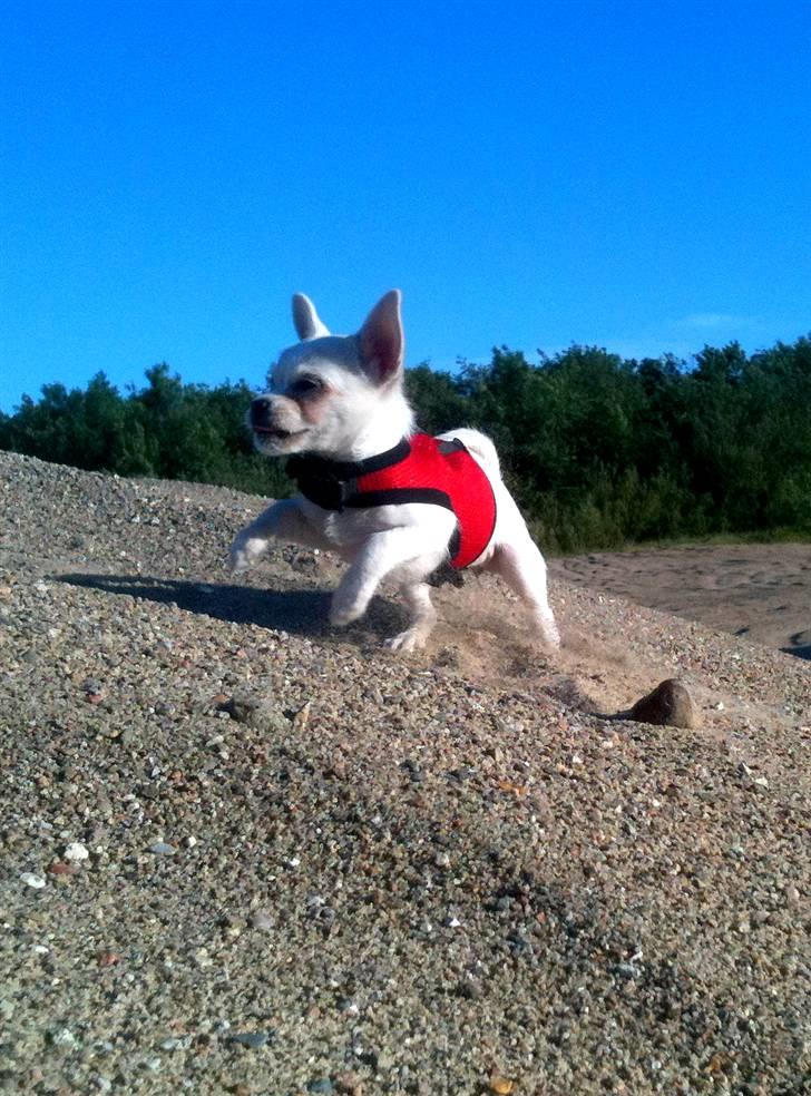 Chihuahua Babe billede 5