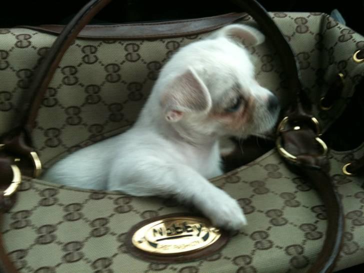 Chihuahua Babe billede 6