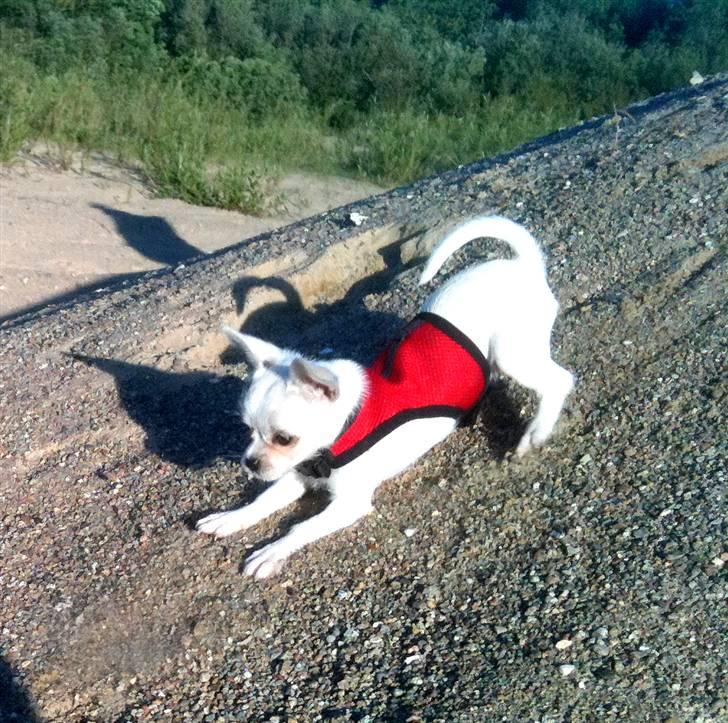 Chihuahua Babe billede 7