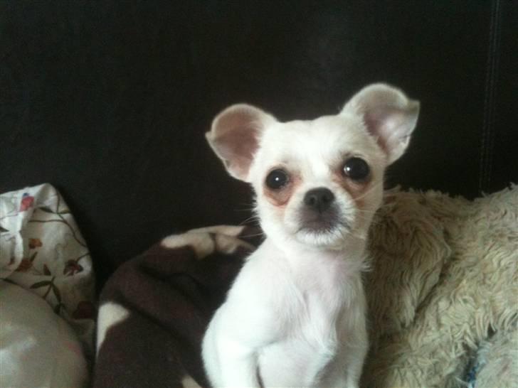 Chihuahua Babe billede 8