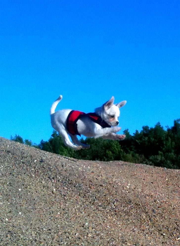 Chihuahua Babe billede 9