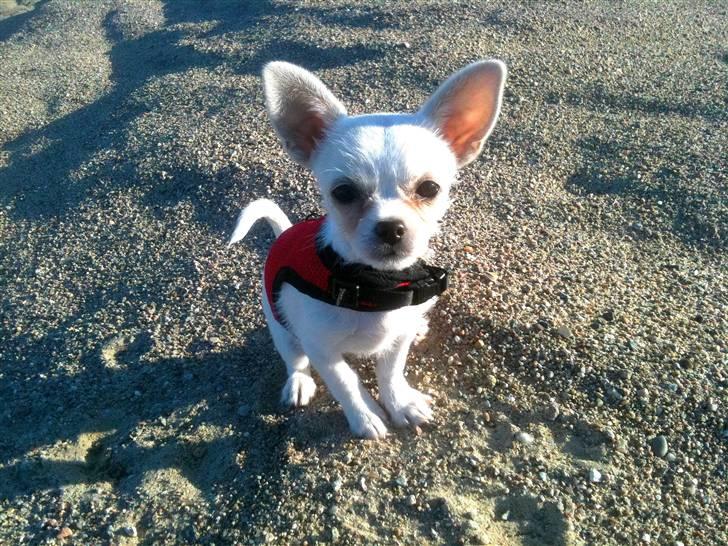 Chihuahua Babe billede 10