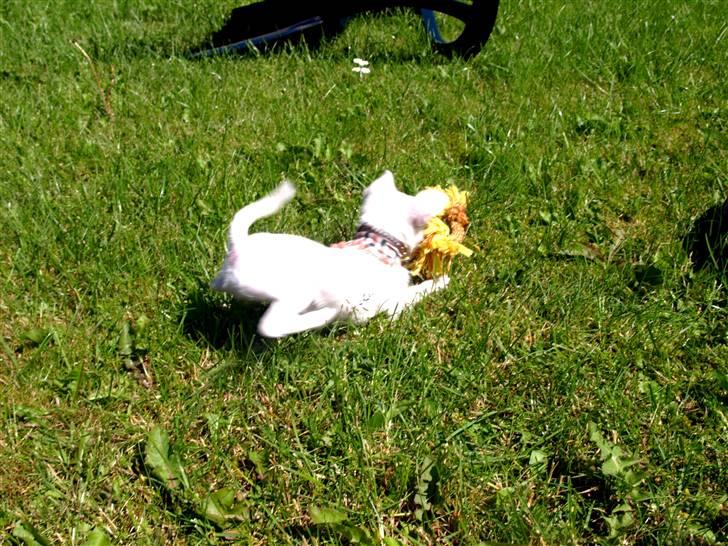 Chihuahua Babe billede 11