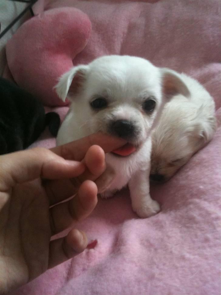 Chihuahua Babe billede 12