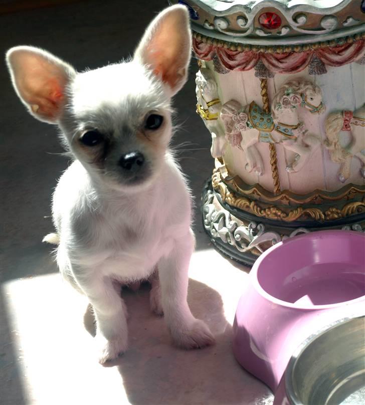 Chihuahua Babe billede 13