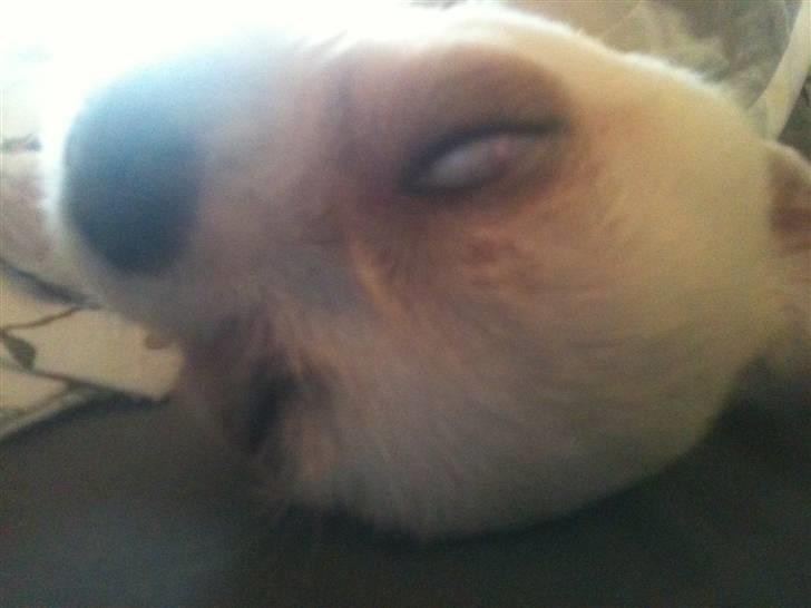 Chihuahua Babe billede 14