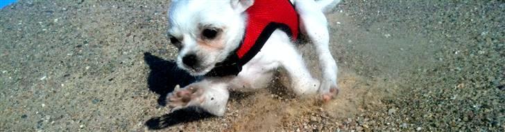 Chihuahua Babe billede 15