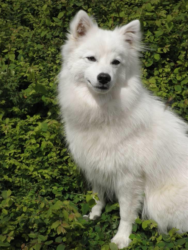 Japansk spids Balto - Min skønne dejlige hund! billede 1