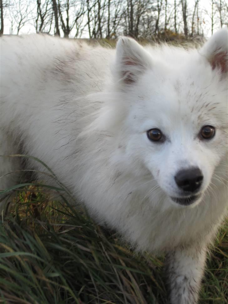 Japansk spids Balto - Balto ved brabrand engsø. billede 2