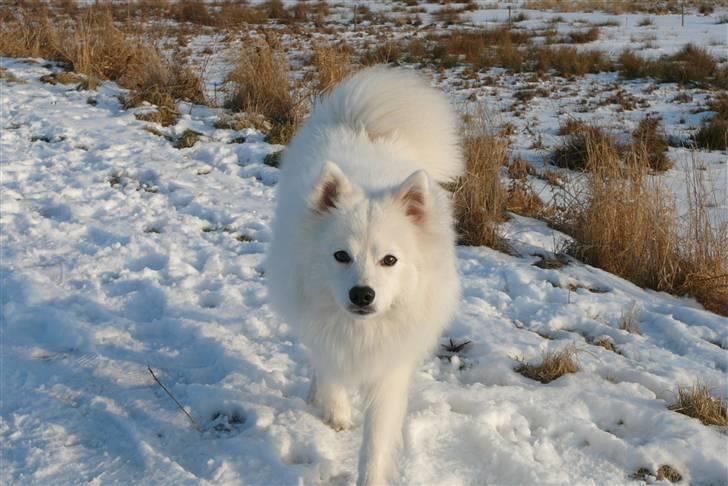 Japansk spids Balto - Balto ved brabrand engsø. billede 3