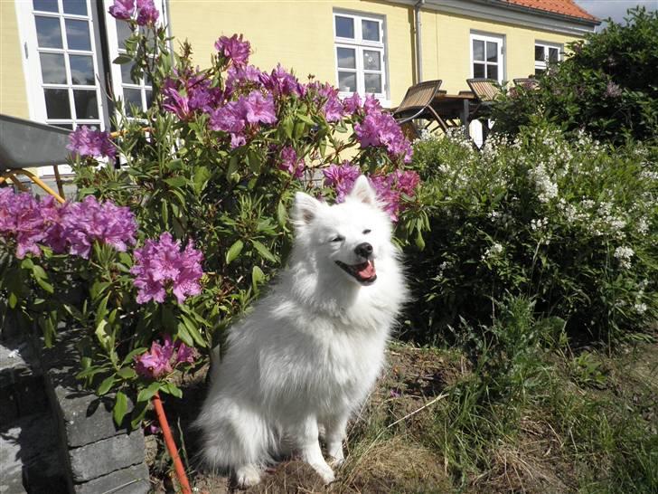 Japansk spids Balto - Balto i Sif´s have. :-) billede 4