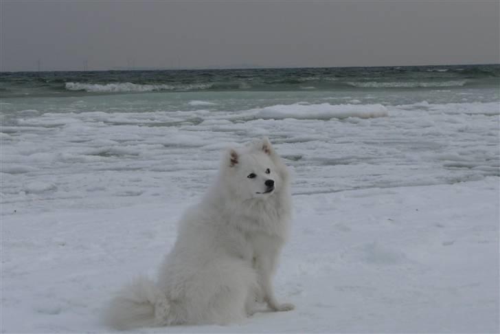 Japansk spids Balto - Balto ved rude strand. billede 5