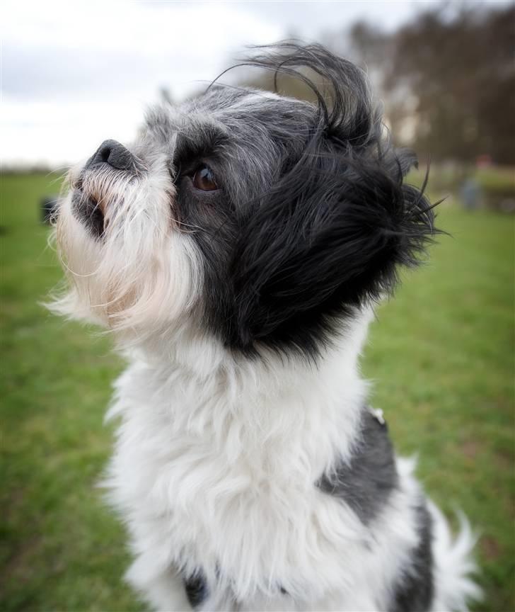 Blanding af racer Pelle billede 1