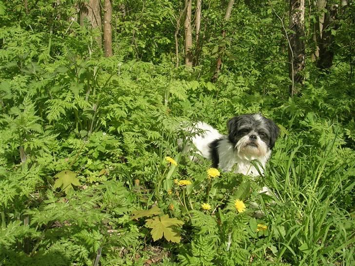 Blanding af racer Pelle billede 2