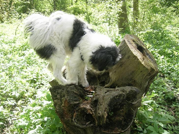 Blanding af racer Pelle - Søger efter guffer gemt på stubben billede 3