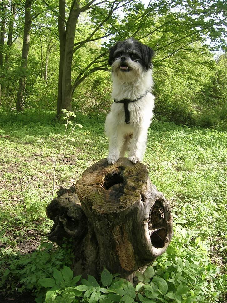 Blanding af racer Pelle billede 4