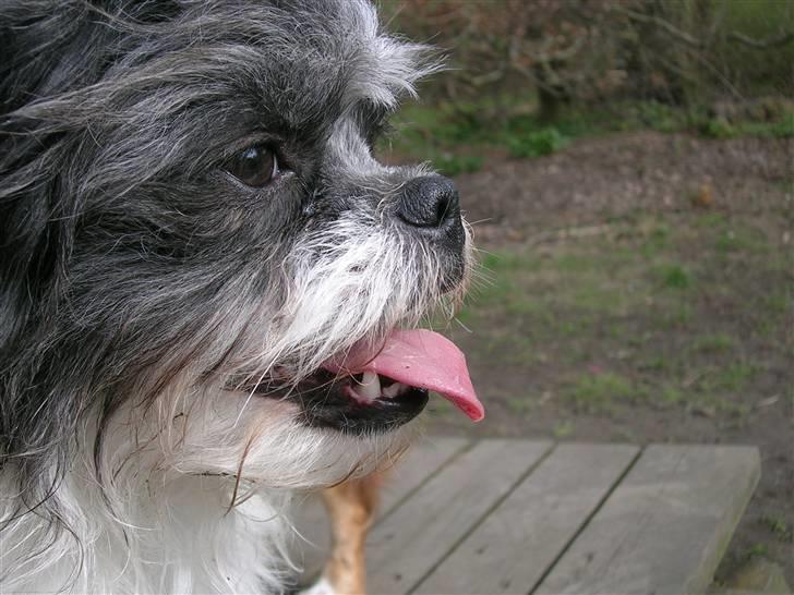 Blanding af racer Pelle billede 5