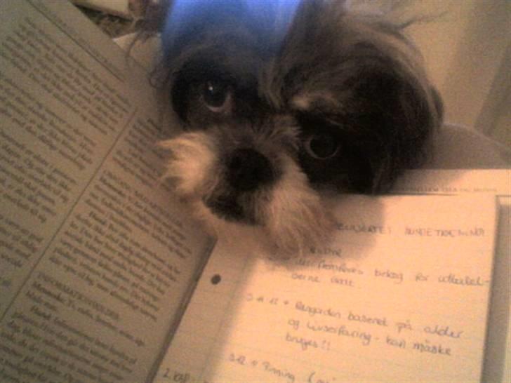 Blanding af racer Pelle - Ja, nu vil jeg altså gerne have lidt opmærksomhed!! billede 6