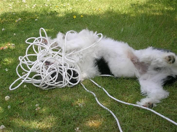 Blanding af racer Pelle billede 7