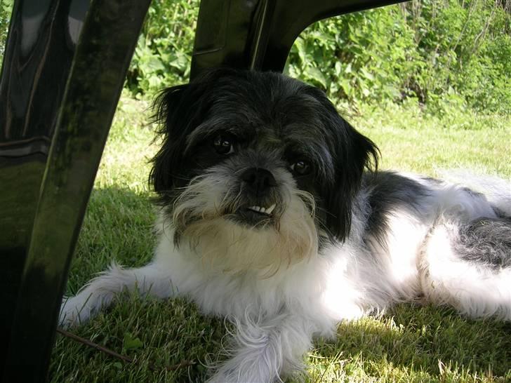 Blanding af racer Pelle - Hæslige hugtand har fundet lidt skygge billede 8