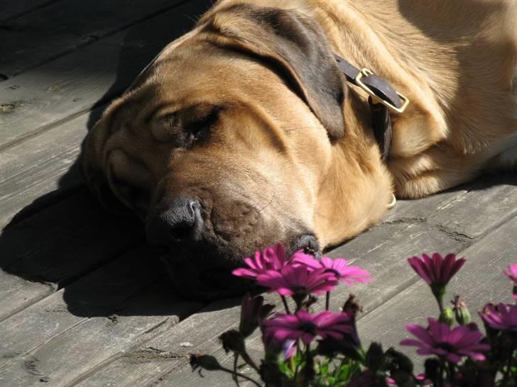 Broholmer Absalon (Balou) - (24 mdr) - så blev det alligevel sommer ! billede 13