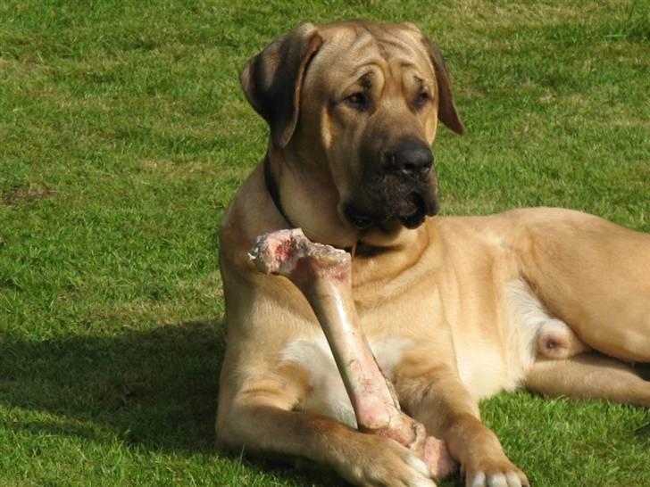 Broholmer Absalon (Balou) - (24 mdr) - sol, sommer og chips !  (60 kg) billede 14