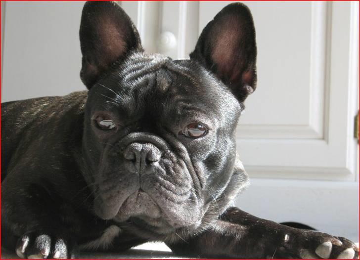 Fransk bulldog Carlos billede 18