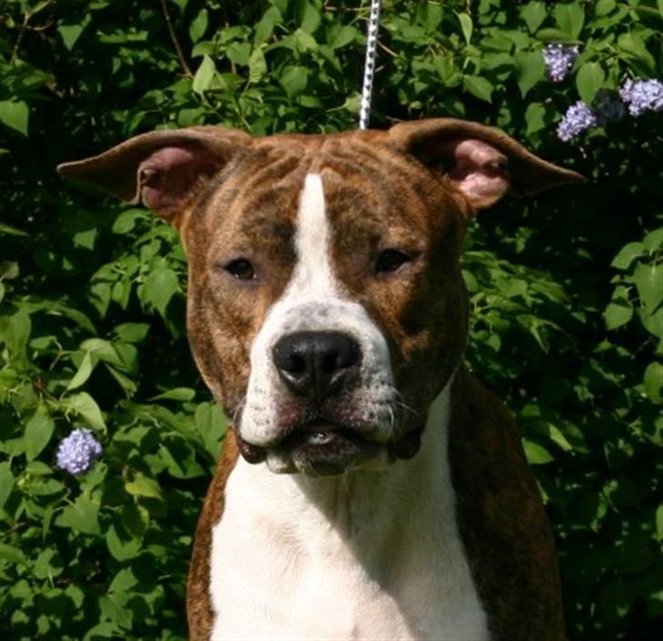 Amerikansk staffordshire terrier bob billede 5