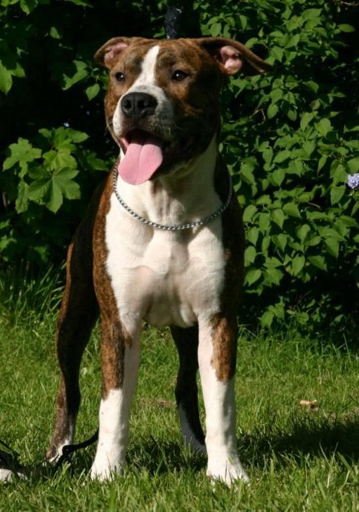 Amerikansk staffordshire terrier bob billede 6