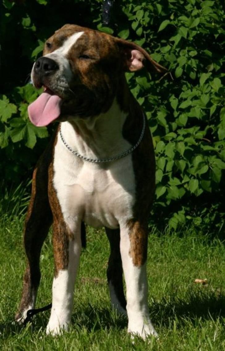 Amerikansk staffordshire terrier bob - hvad synes vi om den ny hundelov blllaaaaa billede 7