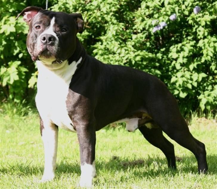 Amerikansk staffordshire terrier j.j billede 8