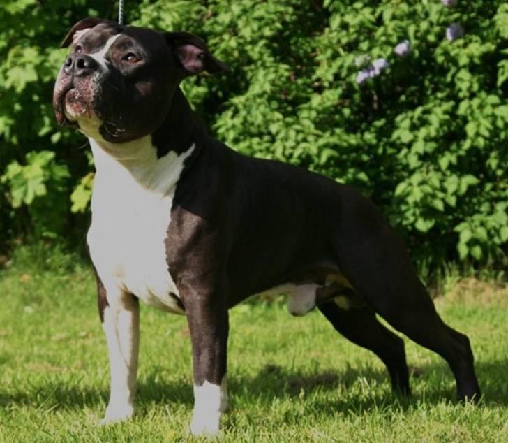Amerikansk staffordshire terrier j.j billede 9