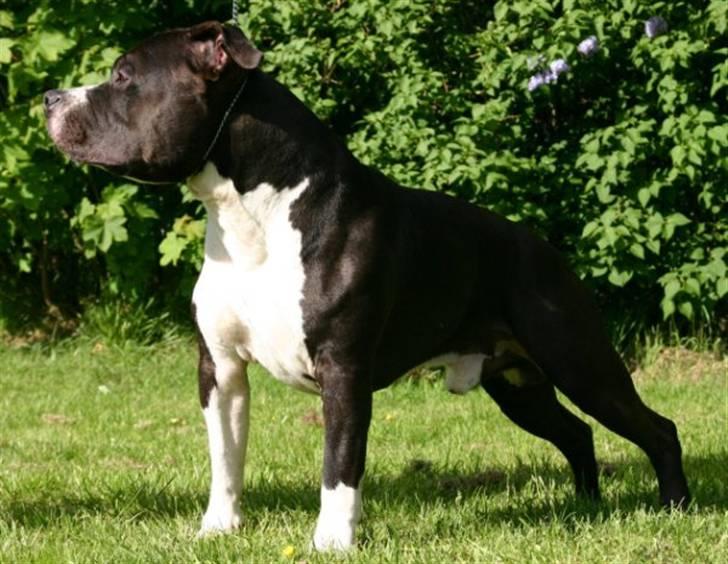 Amerikansk staffordshire terrier j.j billede 10