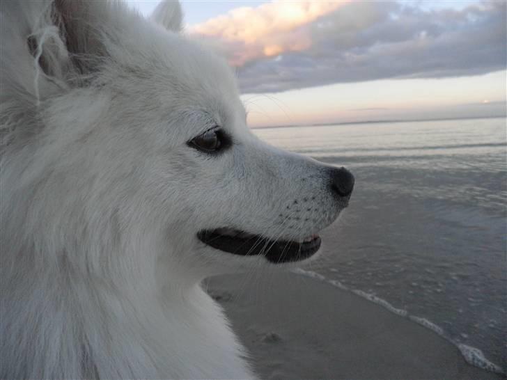 Japansk spids Balto - Balto ved rude strand! billede 6