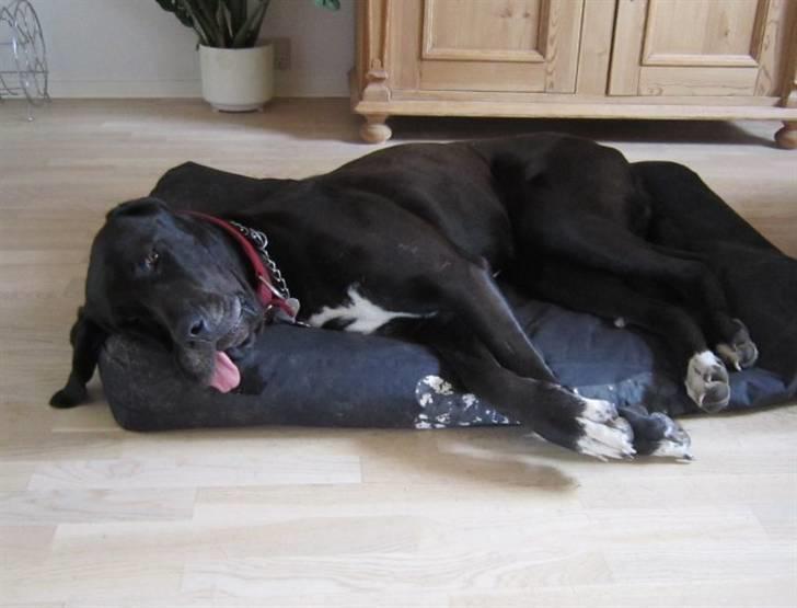 Grand danois Freja billede 8