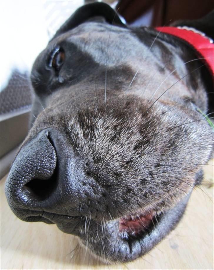 Grand danois Freja billede 9