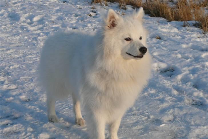 Japansk spids Balto - Floooooote Balto. billede 7