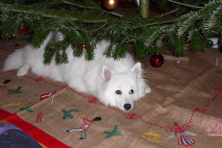 Japansk spids Balto - Nej se: det godt nok en flot pakke under juletræet! (-; billede 8
