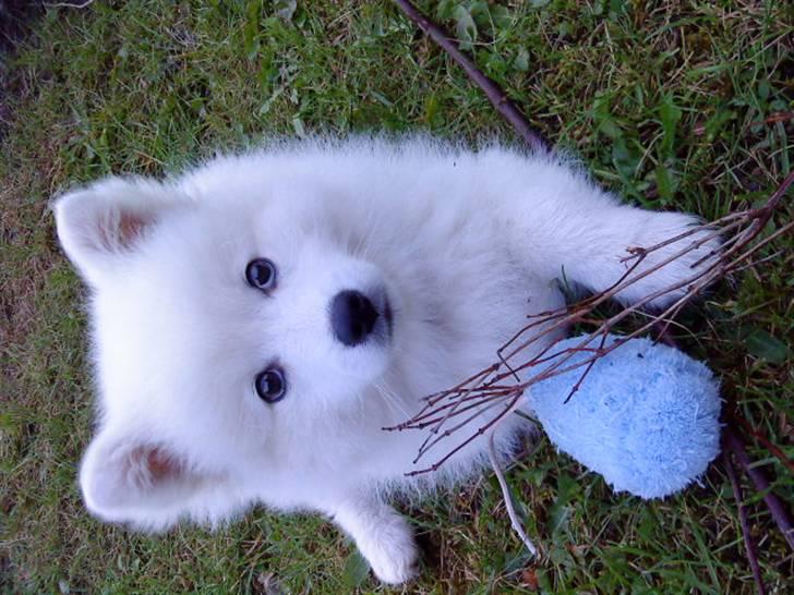 Japansk spids Balto - Balto som hvalp. billede 9