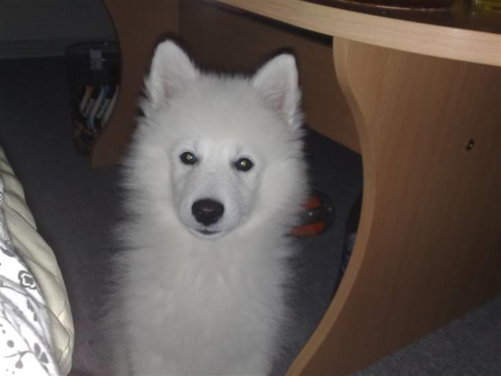 Japansk spids bjørn billede 1