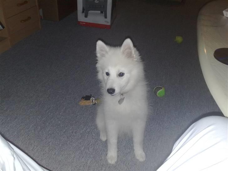 Japansk spids bjørn billede 2