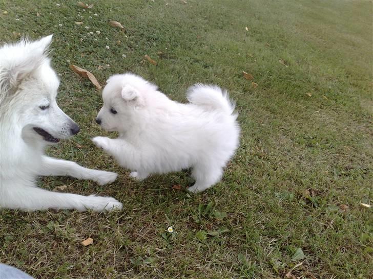 Japansk spids bjørn - hvalp er bjørn billede 3