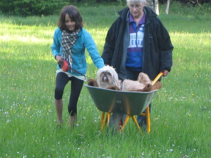 Shih tzu Athur billede 18